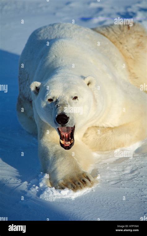 Polar Bear Ursus Maritimus Yawning Churchill Manitoba Canada Stock