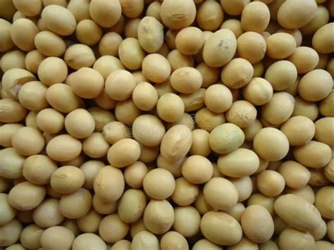 Dried Dry Soybean Seeds Packaging Type Packet Packaging Size Kg