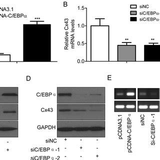 C EBPα up regulates Cx43 expression via directly binding to the