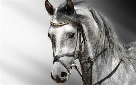 Horse Photography-wallpaper Album-second series 05 Preview ...