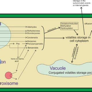 Most Plant Volatiles Are Derived From Four Biosynthetic Classes