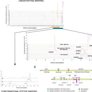 Epitope mapping High resolution epitope mapping was performed to... | Download Scientific Diagram