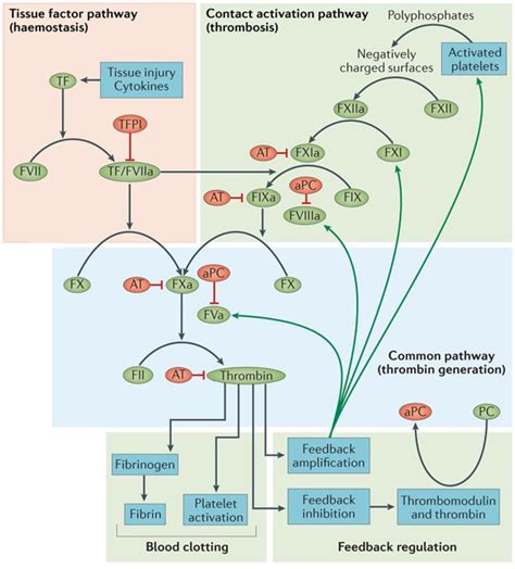 Figure From Impact Of Thrombomodulin And Thrombin Activatable