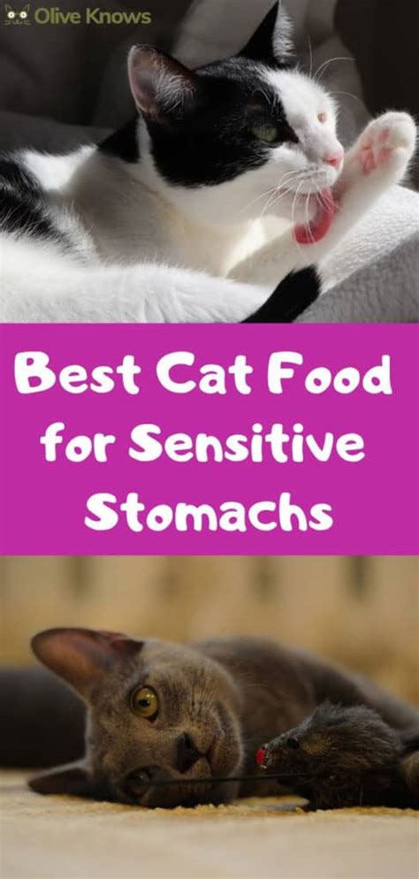 Best Cat Food For Sensitive Stomachs Your Cat Needs Oliveknows