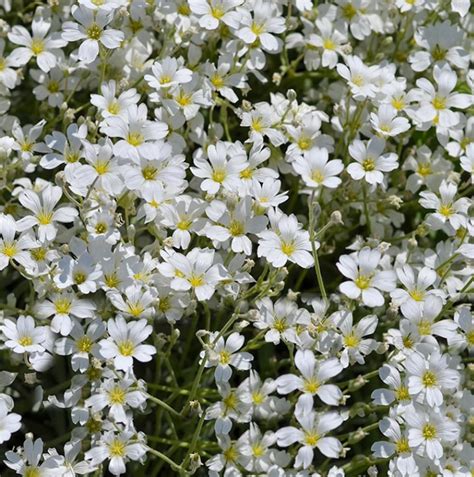 Amazon Gypsophila Elegans Covent Seeds White Baby S Breath Flower