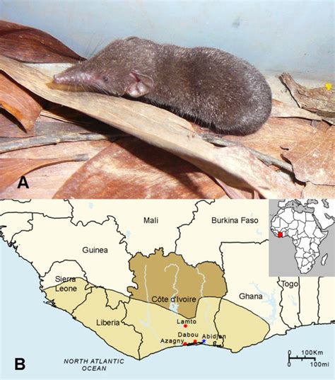 West African Pygmy Shrew And Geographic Distribution A Crocidura