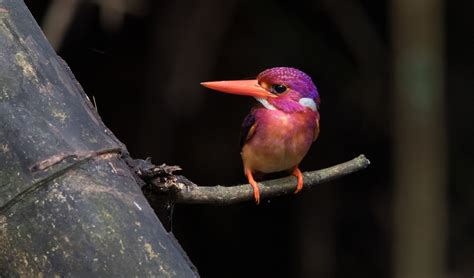 This rare kingfisher will bring some colour to your life - Australian ...