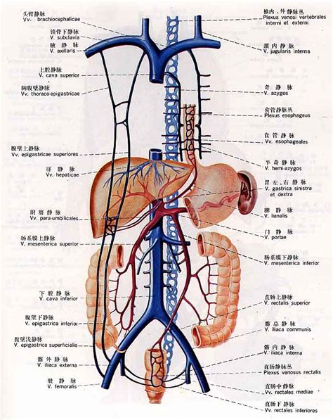 静脉图谱、静脉、静脉结构、肺循环静脉、体循环静脉、门静脉系