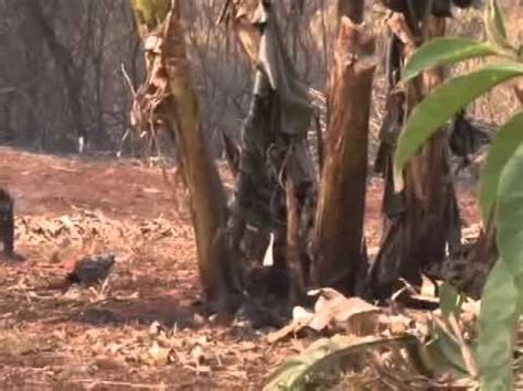 TV Ara Fazenda pega fogo em Santa Lúcia e deixa feridos YouTube