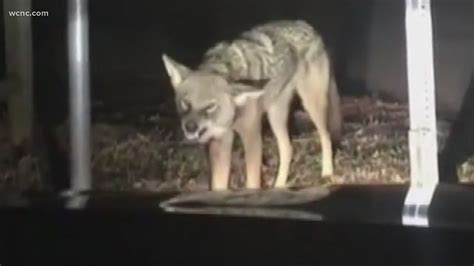 Coyote Attacks NC Child As She Was Going Into Her House: Sheriff ...