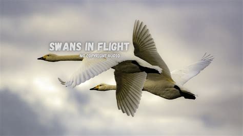 No Copyright Audio Classical Music Swans In Flight Asher Fulero Youtube