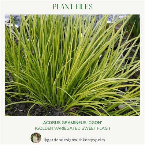 Acorus Gramineus Ogon Golden Variegated Sweet Flag Diy Designs