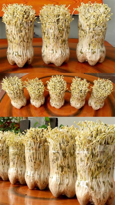 How To Grow Mung Bean Sprouts At Home Easily Harvest After 3 Days Artofit