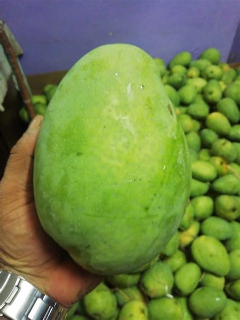 Mylapore Times Order Banganapalle Mangoes Grown In Andhra Orchards