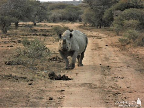 White Rhino South Africa | AfricaHunting.com