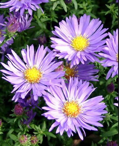 Aster Dumosus Mittelmeer Flora Vivaio Online Bologna