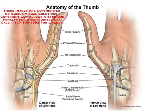 thumb – Anatomy Exhibits