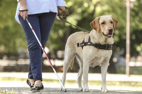 Recuerdan que no hay que distraer la atención de los perros guía