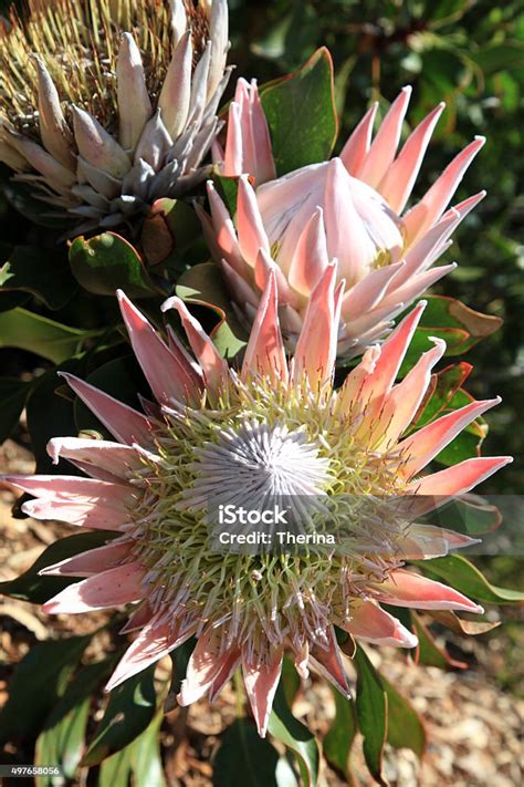 King Protea Stock Photo Download Image Now 2015 Beauty In Nature