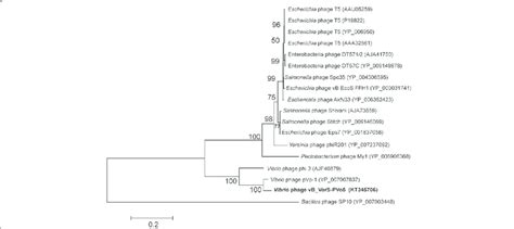 Phylogenetic Tree Highlighting The Relatedness Between The Vibrio Phage