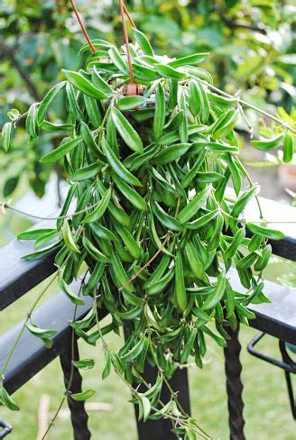 Hoya Sp Zambales Pg Hoya Plants House Plants Plants