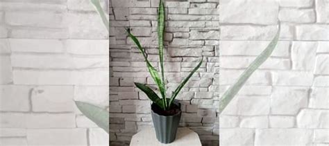 Сансевиерия купить в Челябинске | Товары для дома и дачи | Авито