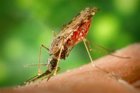 Yellow Fever Update for Visitors to Tanzania