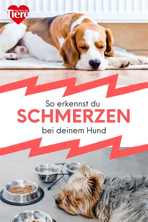 Stummes Leiden So Erkennst Du Dass Dein Hund Gerade Schmerzen Hat Artofit