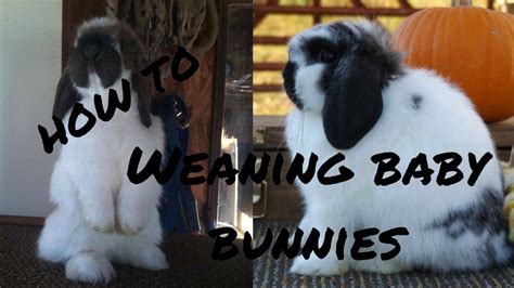 Weaning 8 Week Old Rabbits How To Youtube