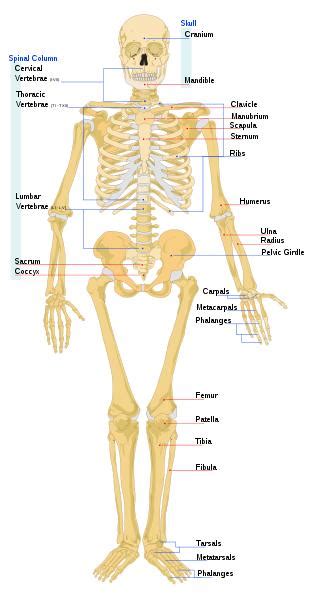 Biology for Kids: List of Human Bones