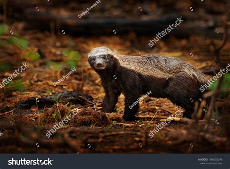 Honey Badger Mellivora Capensis Known Ratel写真素材1586302396 Shutterstock