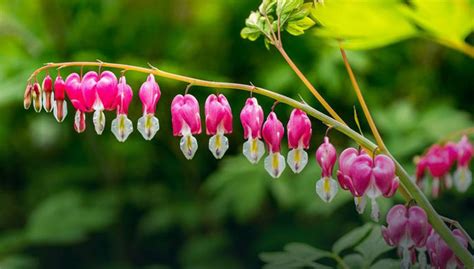 Дицентра – посадка и уход в открытом грунте