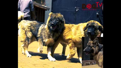 GIANT CAUCASIAN MASTIFFS @NAFF KENNEL PIONEER KENNEL - YouTube