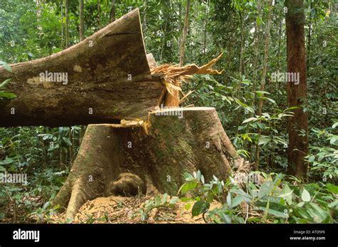 Felled yellow meranti tree in tropical rainforest in Central Kalimantan Indonesia Stock Photo ...