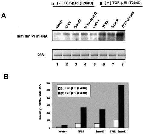 Analysis Of Laminin 1 Chain Mrna In Cultured Rat Mesangial Cells