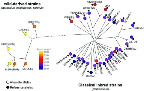 A Phylogenetic Tree Demonstrating The Relationships Between 38 Inbred