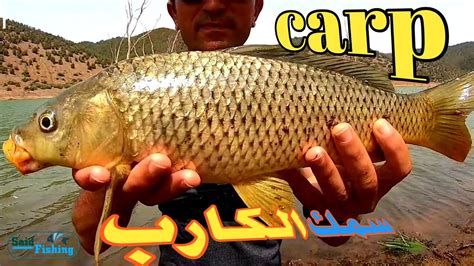 طريقة صيد سمك الكارب بالعجينة Carp Fishing Youtube