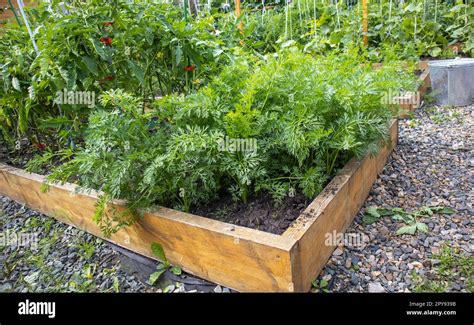 Growing Vegetables On A Raised Wooden Bed In The Backyard Garden