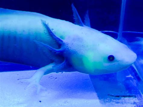 NGFP AF03 Female NFP GFP Lavender Or Purple Axolotl Black Light