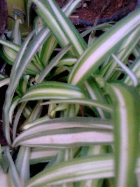 Garden Care Simplified: My Favourite Ribbon Grass