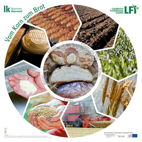 Plakat Vom Korn Zum Brot Landwirtschaft Verstehen