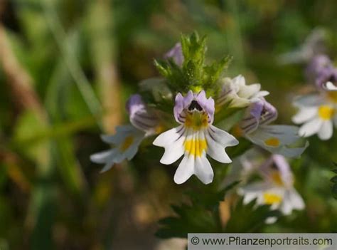 Euphrasia - HOMEOPATHY SCHOOL INTERNATIONAL