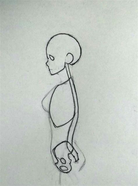 Rib Cage Side View Drawing Reference Drawings Thoracic Cavity