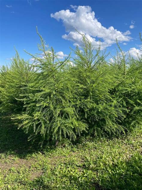 Лиственница европейская (Larix decidua) купить по цене 1500 рублей от ...