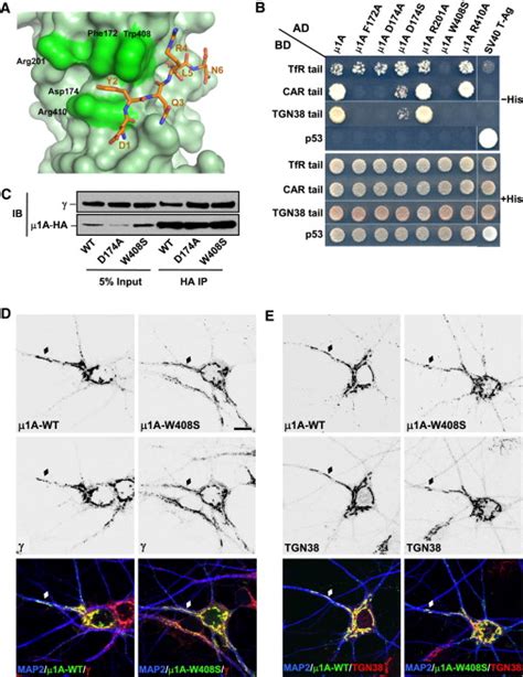 Signal Mediated Ap Clathrin Dependent Sorting Of Transmembrane