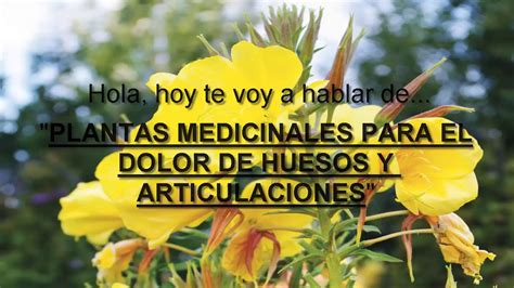 Descubre Las Mejores Plantas Medicinales Para Aliviar El Dolor De