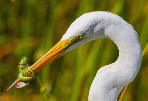 10 New Birds Discovered In Lost World