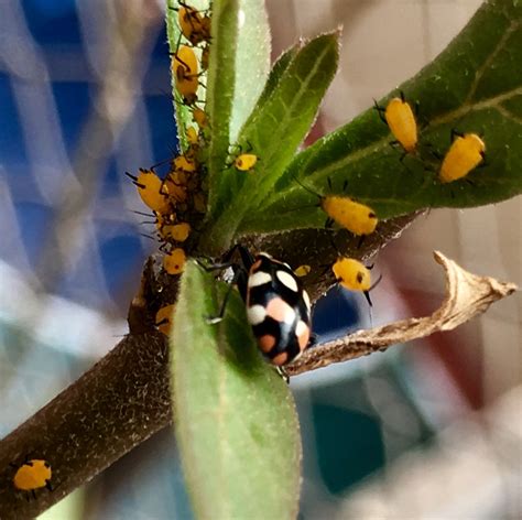 Cosas Que Quiz S No Sabias Sobre Los Insectos Paisajes Nativos