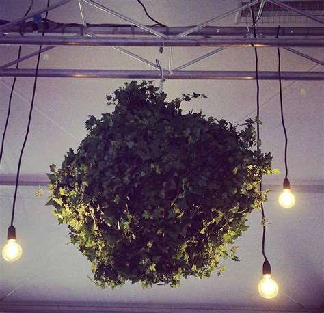 Hanging Ivy Ball Botanical Events