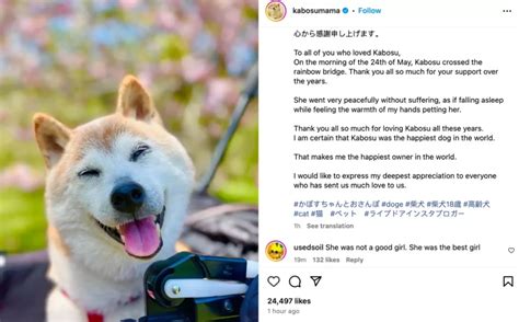 Kabosu, the Iconic ‘Doge’ Meme Dog, Dies at 18 – Curious World